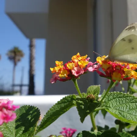 Andromeda Psalidi (Kos)